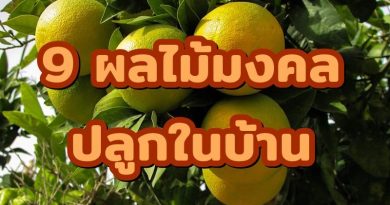 9ผลไม้มงคลปลูกในบ้าน