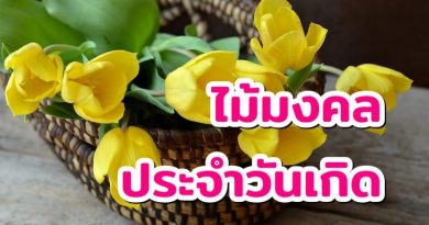 ต้นไม้มงคลประจำวันเกิด