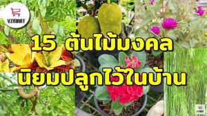 15ต้นไม้มงคลนิยมปลูกไว้ในบ้าน