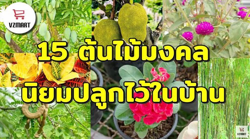 15ต้นไม้มงคลนิยมปลูกไว้ในบ้าน